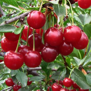 Ароматизатор / концентрат Вишня кисла 1 кілограм арт. 135