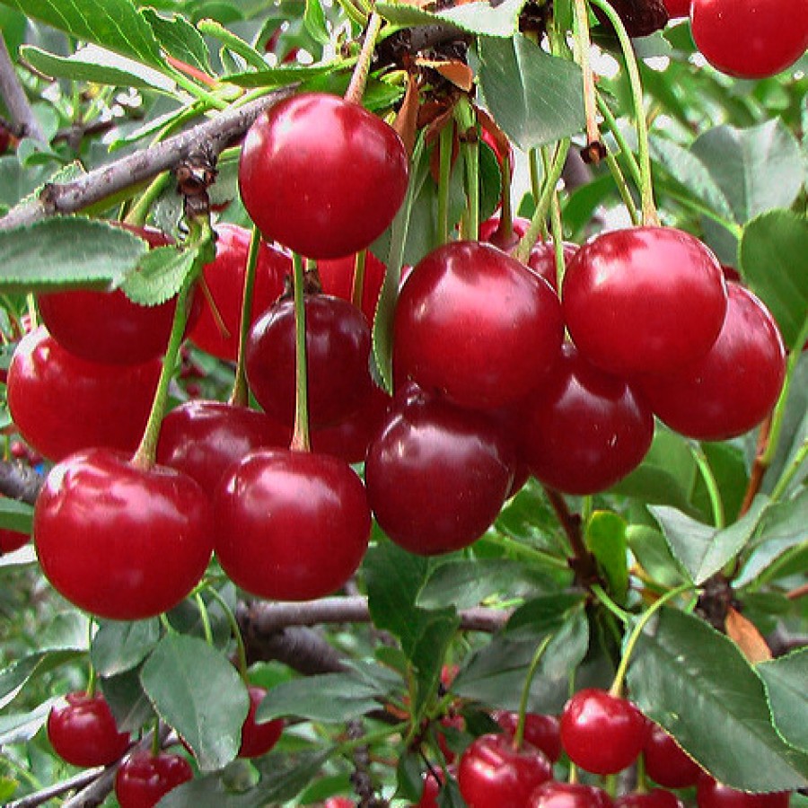 Ароматизатор / концентрат Вишня кисла 1 кілограм арт. 135