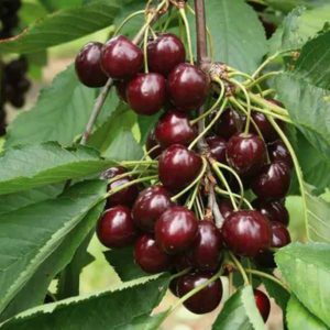 Ароматизатор / концентрат Вишня 1 кілограм арт. 113