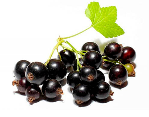 Ароматизатор / концентрат Чорна смородина свіжа 1 кілограм арт. 127