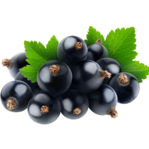 Ароматизатор / концентрат Чорна смородина 1 кілограм арт. 126