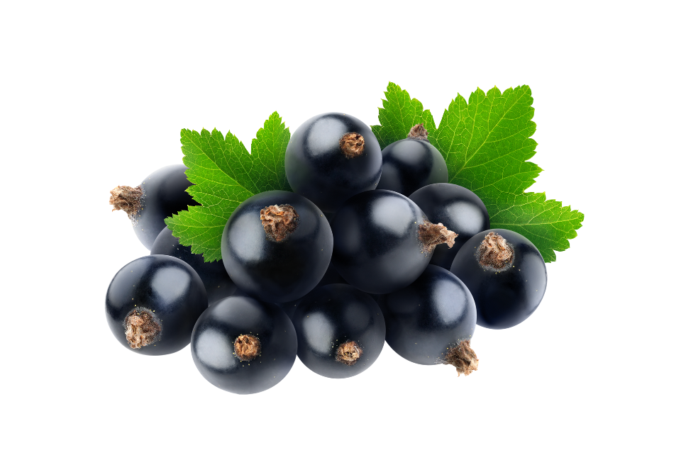 Ароматизатор / концентрат Чорна смородина 1 кілограм арт. 126